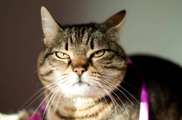 huysuz, güzel, sarı gözlü tekir dişi kedi. yakın yüz