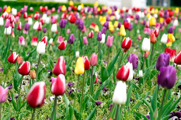 many colorful Tulips in a city garden. green, yellow, red, purple, white and pink flowers
