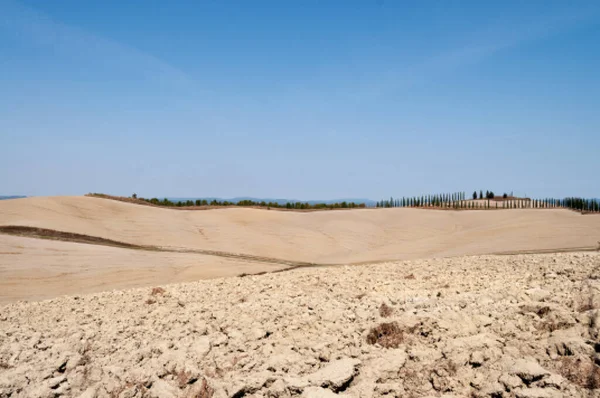 Tuscany 'deki tipik açık renk manzaraları. Mavi gökyüzünün altındaki tepede bir sıra ağaç. toprak ve gökyüzü gerçek renkler.