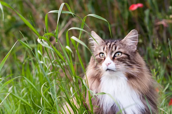 Bratislava - Slovakya, Bratislava 'daki başkanlık sarayı Grassalkovich Sarayı' nda Muhafızların Dönüşümü 'nün geleneksel askeri törenleri.