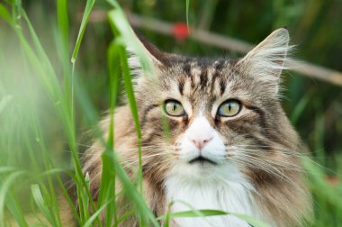 Norwegian forest cat into the tall grass