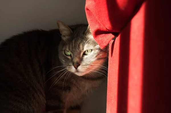 beautiful shy cat hiding behind a red sofa. A ray of light on his green eyes