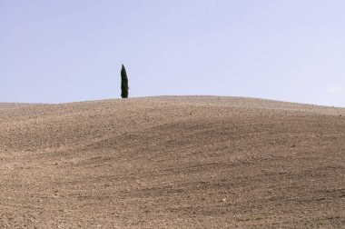 Tuscany 'deki tipik açık renk manzaraları. Yalnız bir ağaç.
