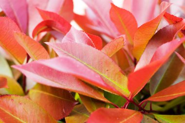  Sonbahar, ağaçtaki kırmızı yapraklar.