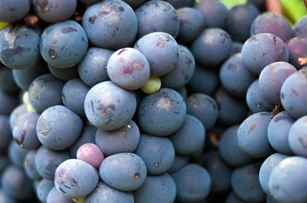 Primer plano de la uva negra orgánica natural en el viñedo. uvas — Foto de Stock
