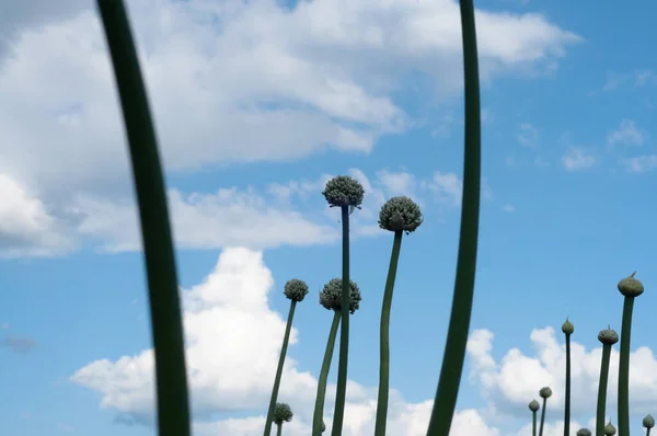 crowd of tall onion flowers backlight under a cloudy blue sky