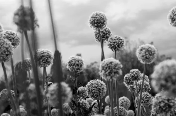 many black and white onion flowers and clouds