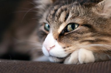 Kameraya bakan gülümseyen bir Norveç orman kedisine yakından bakın.