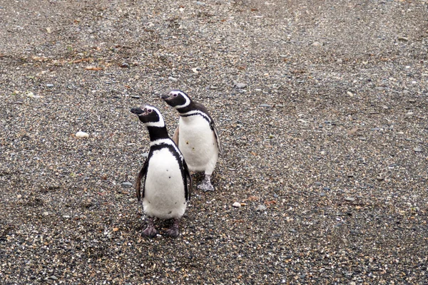iki Macellan penguenleri Patagonya, Güney Amerika