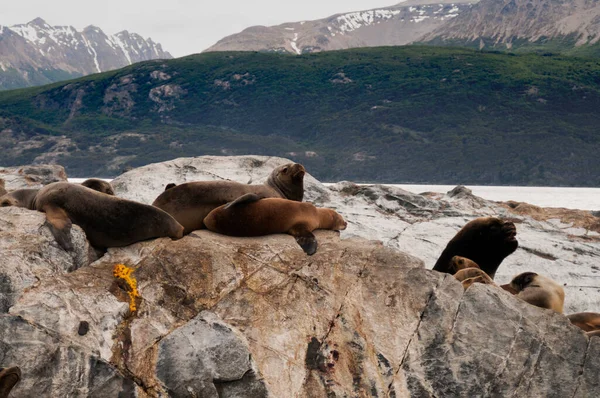 colony of sea lions. beagle channel patagonia argentina