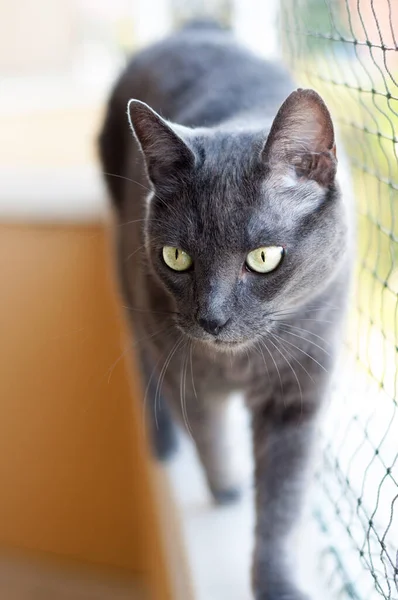 Güzel gri kedi bir ağ tarafından korunan bir balkonda yürüyor..