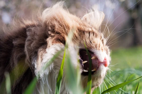 Bellissimo tabby norvegese gatto foresta mangiare erba. bocca aperta a — Foto Stock