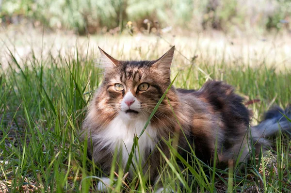 Vista frontale di un maschio adulto gatto foresta norvegese sul prato sguardo — Foto Stock