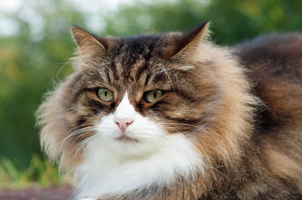 Gato fofo bonito com bigodes muito longos e sobrancelhas — Fotografia de Stock