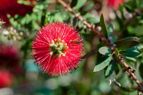 Una Abeja Descansando Sobre Una Hermosa Flor Roja Callistemon También — Foto de Stock