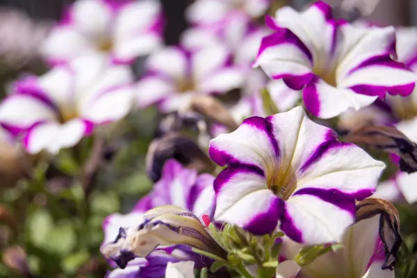 Quelques Beaux Pétunias Lumineux Bicolores Blancs Violets — Photo