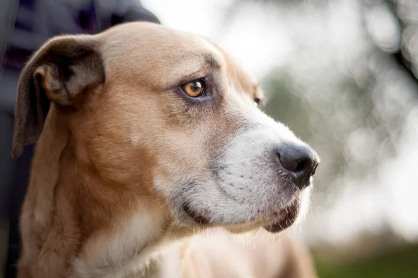 屋外のプロフィールにある淡褐色と白色の犬のクローズアップ — ストック写真