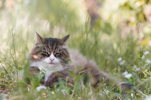 풀밭에 아름다운 고양이의 재밌는 고양이 — 스톡 사진