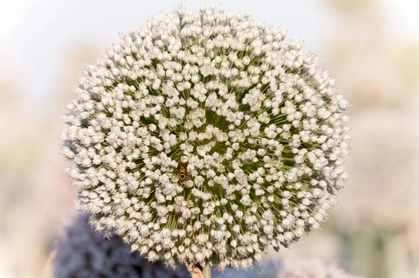 Üzerinde bir arı olan büyük beyaz bir soğan çiçeğine yakından bakın.