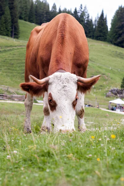 Güzel İtalyan Dolomitlerinin üzerinde otlayan inek.
