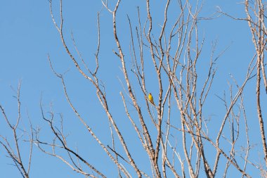Mavi gökyüzünün altındaki çıplak dallarda dinlenen küçük sarı kuş.