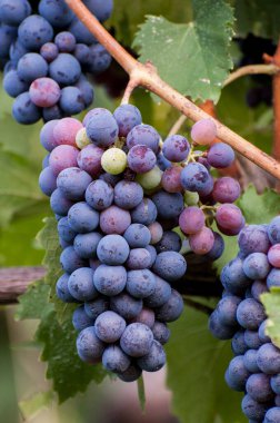 Üzüm bağında bir demet siyah üzüm