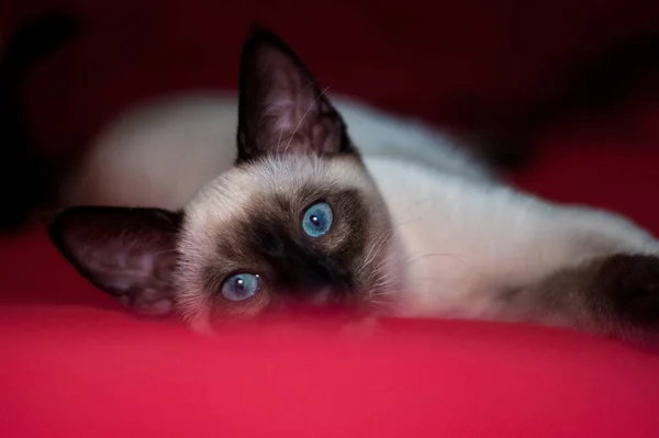 Belo Gato Siamês Que Coloca Cobertor Vermelho — Fotografia de Stock