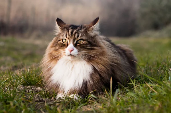 아름다운 고양이 — 스톡 사진