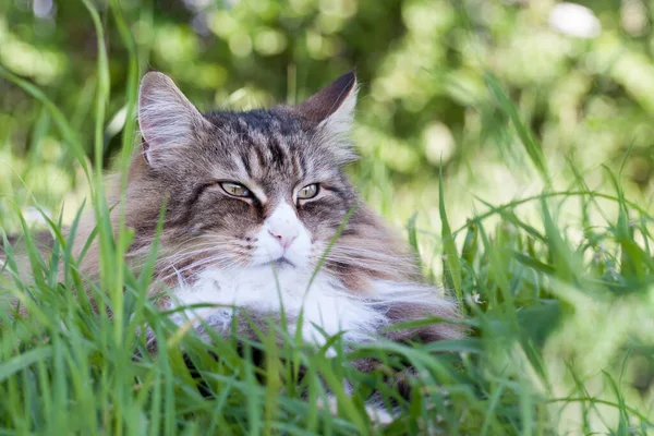 Bonito Norwegian Floresta Gato Deitado Grama Alta — Fotografia de Stock