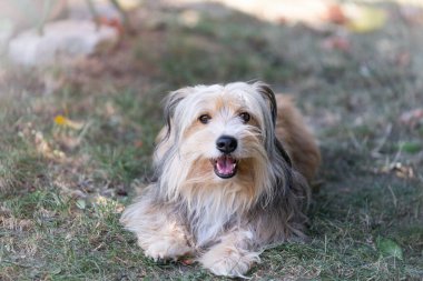 Güzel, pofuduk bir köpek. büyük siyah burun