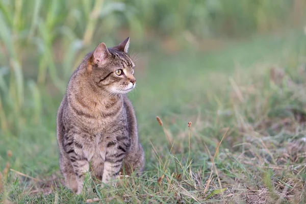 Evcil tekir kedi dışarıda oturuyor.