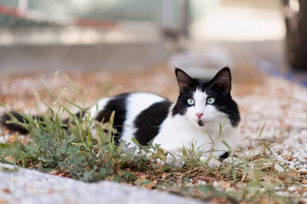 Fekete Fehér Macska Kék Szemek Látszó Távoli — Stock Fotó