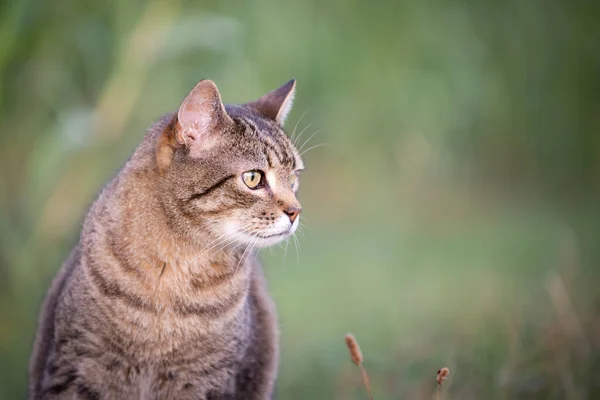 Doméstico Tabby Gato Sentado Livre — Fotografia de Stock