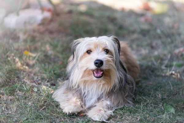 Belo Cão Fofo Livre Nariz Preto Grande — Fotografia de Stock