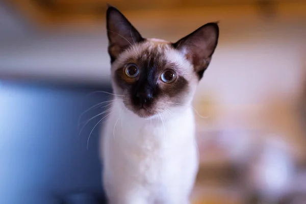 Όμορφη Σιαμαία Γάτα Γκρο Πλαν Πορτρέτο — Φωτογραφία Αρχείου