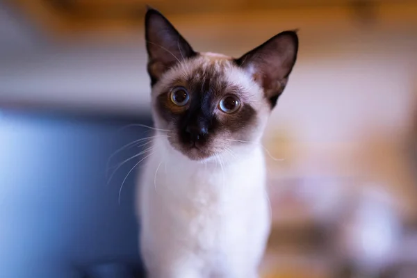 Mooie Siamese Kat Close Portret — Stockfoto