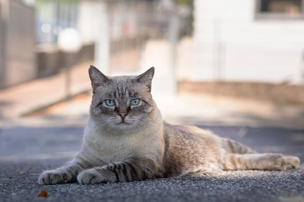 Güzel, büyük bir erkek kedi dışarıda kameraya bakıyor. Mavi gözlü kedi.