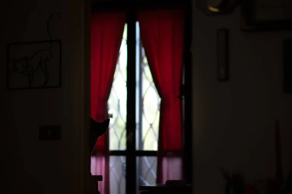 Silhouettes Chat Dans Maison Caché Derrière Une Porte Ouverte Photos De Stock Libres De Droits