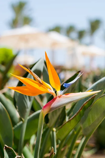 Flower Strelitzia Reginae Close Front Beach Umbrellas Palm Trees — Stock Photo, Image
