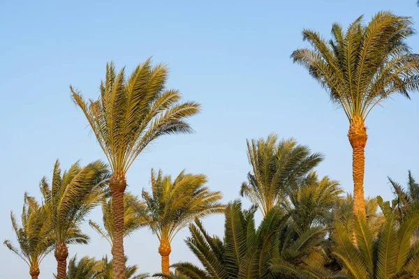 Palm Trees Front Blue Sky — Stock Photo, Image