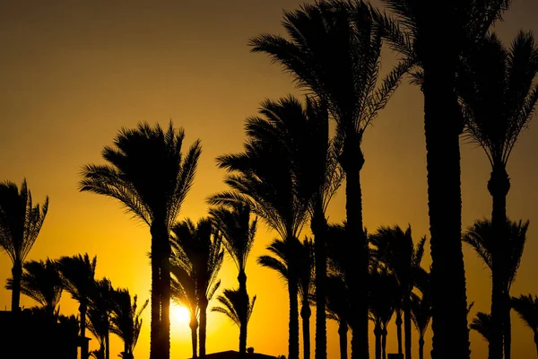 Silhouettes Palm Trees Sunset — Stock Photo, Image