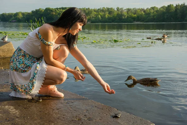 Beautiful young woman is feeding birds on the lake. Beautiful young woman is feeding ducks on a river at sunset