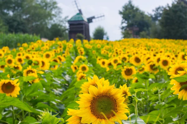 Field Sunflowers Windmills Sky Sunset Background Landscape Countryside — Stock Photo, Image