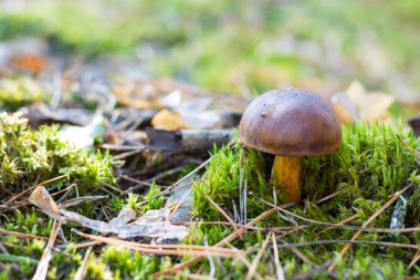 Imleria badia, defne bolete bilinen bir yenilebilir, gözenekli mantar mı