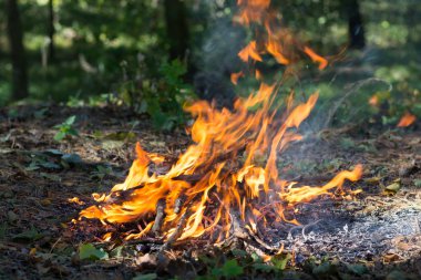 Şenlik ateşi ormanda, rüzgarda ateş