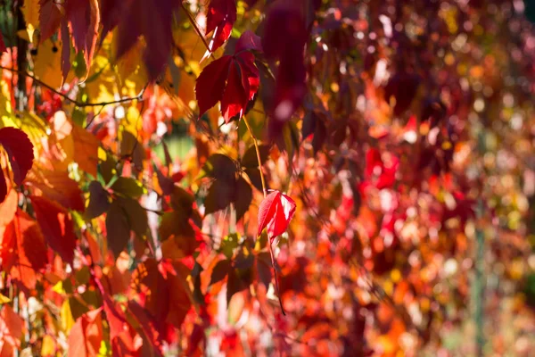 Background Red Orange Leaves Wild Grapes Sunlight — Stock Photo, Image