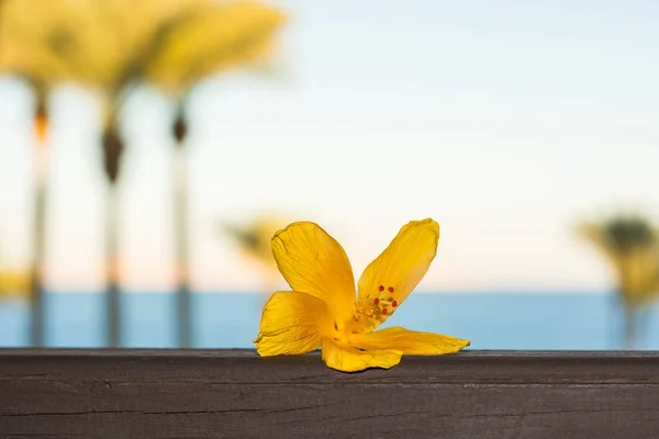 Yellow Hibiscus Flower Front Sea Palm Trees — Stock Photo, Image