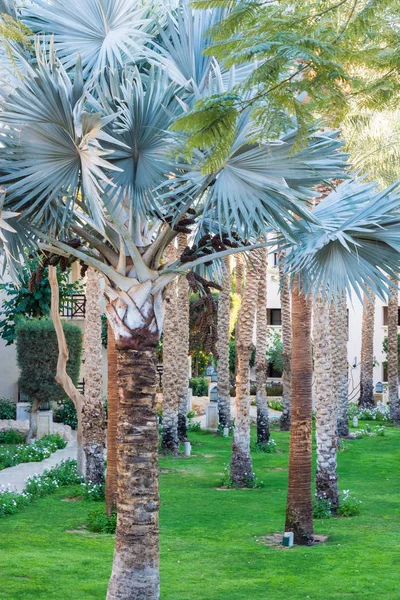 Exotische Palmbomen Een Prachtige Tuin — Stockfoto