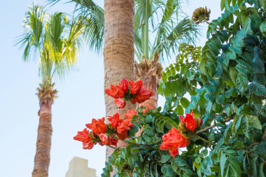 Bush, bir Afrika Lale ağacı çiçek ve avuç içi. Kırmızı çiçekler önünde bir gökyüzü. Spathodea campanulata