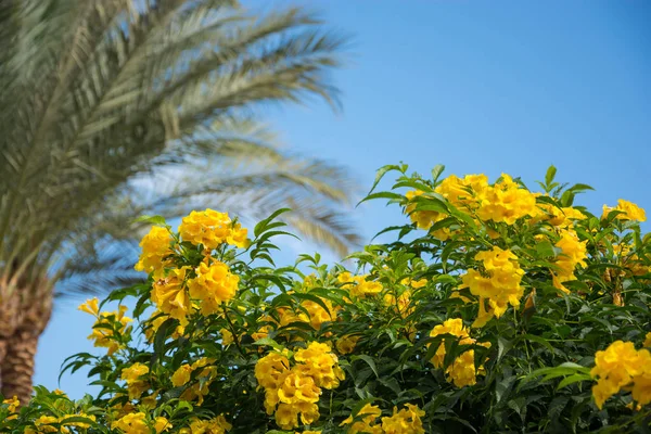 Bush Yellow Hibiscus Flowers Front Palm Trees Sky — Stock Photo, Image